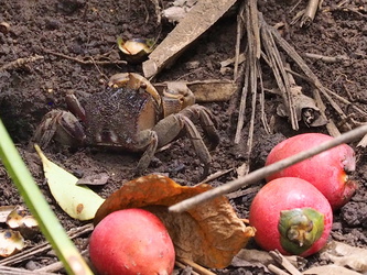 Krabbe mit Cassowary-Frucht