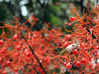 Vogel an roten Blüten