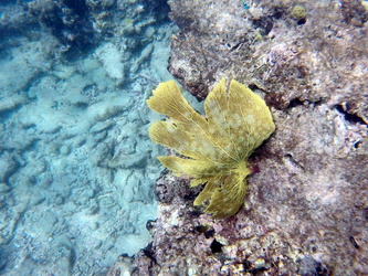 Filigrane Koralle