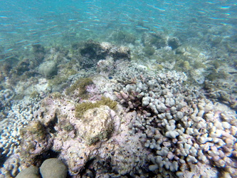 Korallen und viele kleine Fische
