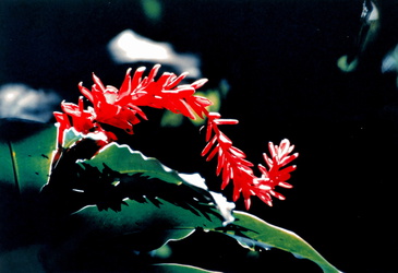 Kauai - Exotische Blüte