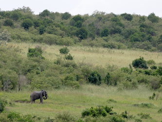 Masai Mara - Der erste Elefant