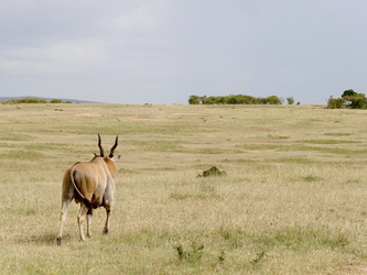 Masai Mara - Elandantilope