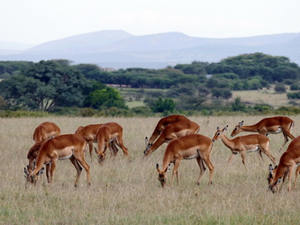 Masai Mara - Antilopen