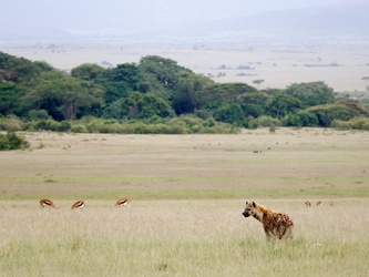 Masai Mara - Hyäne