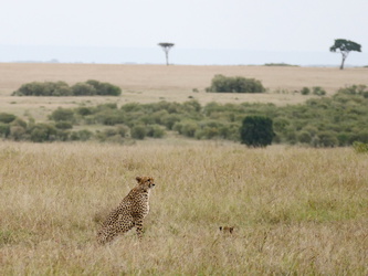 Masai Mara - Gepard