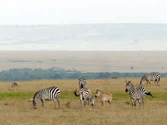 Masai Mara - Zebras