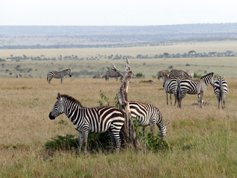Masai Mara - Zebra-Herde