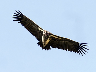 Masai Mara - Greifvogel