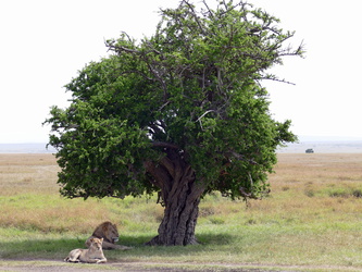 Masai Mara - Löwen-Paar