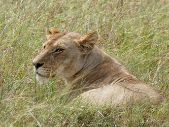Masai Mara - Löwin