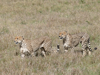 Masai Mara - Geparden bei der Pirsch