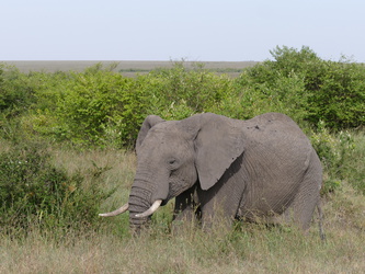 Masai Mara - Elefant