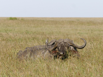 Masai Mara - Büffel