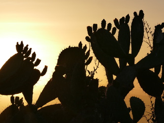Soysambu - Sonnenaufgang hinter dem Kaktus