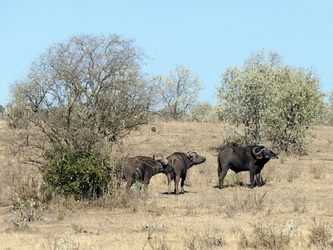 Soysambu - Büffel