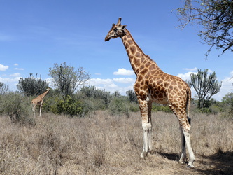 Soysambu - Giraffe