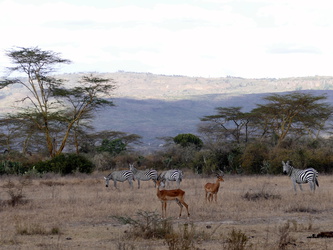 Soysambu - Gazellen und Zebras