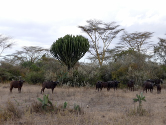 Soysambu - Büffelherde