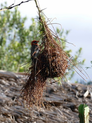 Webervogel mit Nest