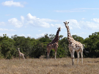 Aberdere Country Club - Giraffen-Familie