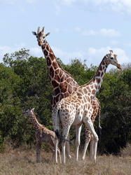 Aberdere Country Club - Giraffen-Familie