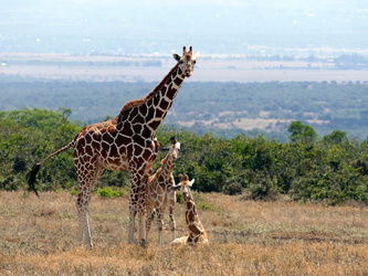 Aberdere Country Club - Giraffe mit Jungen