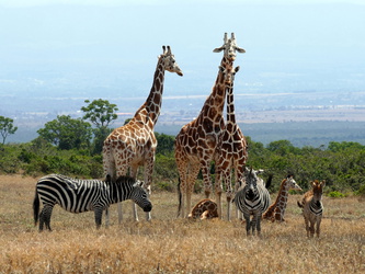 Aberdere Country Club - Giraffen un Zebras