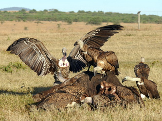 Solio Game Reserve - Geier mit Büffelkadaver