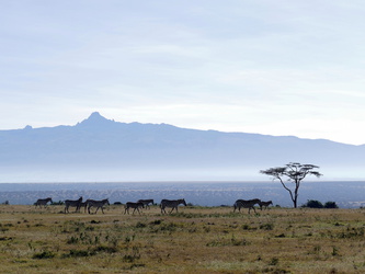 Solio Game Reserve - Zebraherde vor dem Mount Kenya