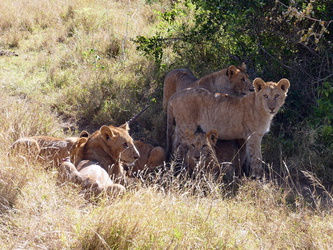 Solio Game Reserve - Sechs junge Löwen mit Antilope