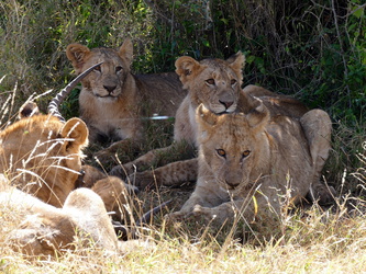 Solio Game Reserve - Junge Löwen