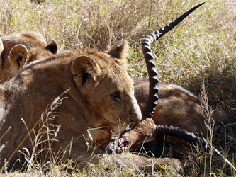 Solio Game Reserve - Löwe mit Antilope