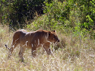 Solio Game Reserve - Löwin