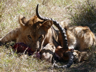 Solio Game Reserve - Löwe beim fressen