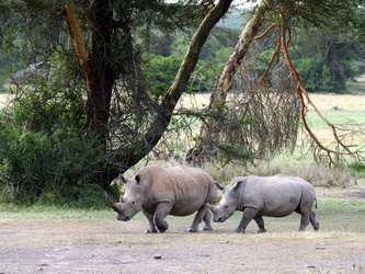 Solio Game Reserve - Breitmaul-Nashörner
