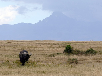 Solio Game Reserve - Büffel