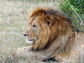 Solio Game Reserve - Löwen-Portrait