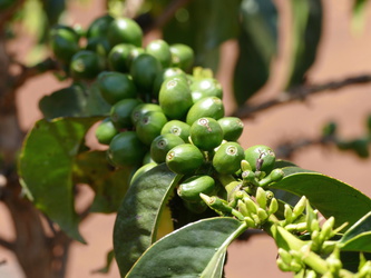 Kimathi Universität - Kaffee-Pflanze