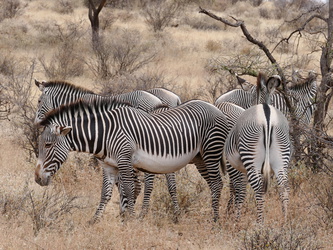 Buffalo Springs National Reserve - Zebras