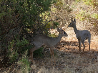 Samburu National Reserve - Dikdik