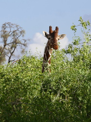 Samburu National Reserve - Giraffe