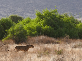 Samburu National Reserve - Löwin