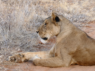 Samburu National Reserve - Löwin