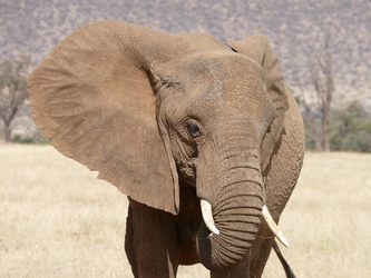 Buffalo Springs National Reserve - Elefant