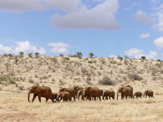 Buffalo Springs National Reserve - Elefanten-Karawane