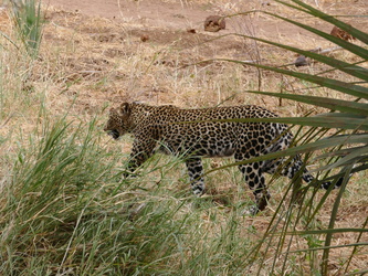Buffalo Springs National Reserve - Leopard