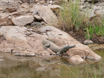 Buffalo Springs National Reserve - Krokodil