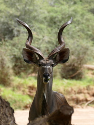 Samburu Game Lodge - Kudu