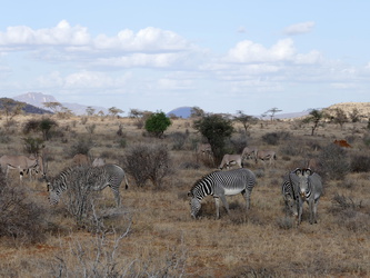 Samburu National Reserve - Zebra-Herde